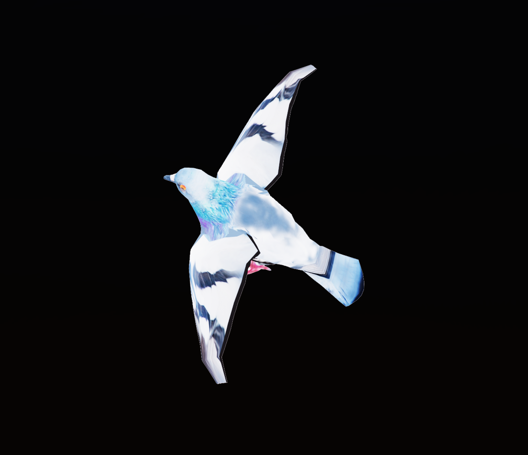through the eyes of a pigeon